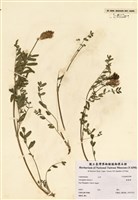 藏品(紫雲英)的圖片
